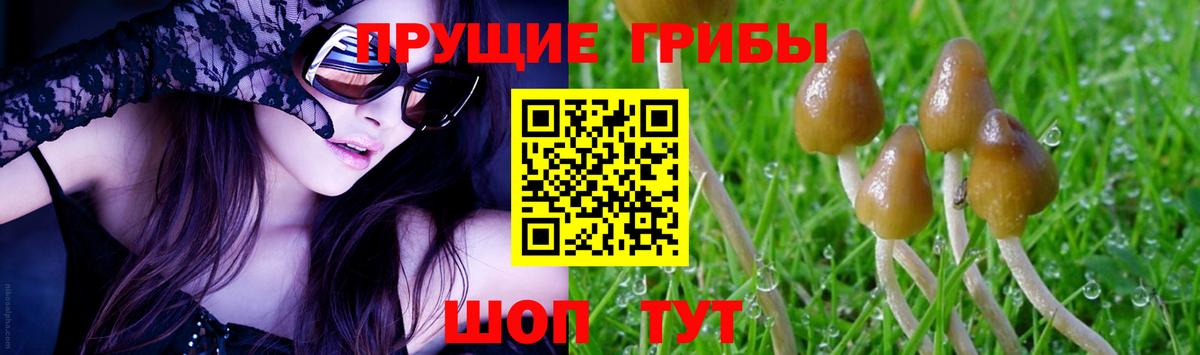 Галлюциногенные грибы Psilocybe Семёнов